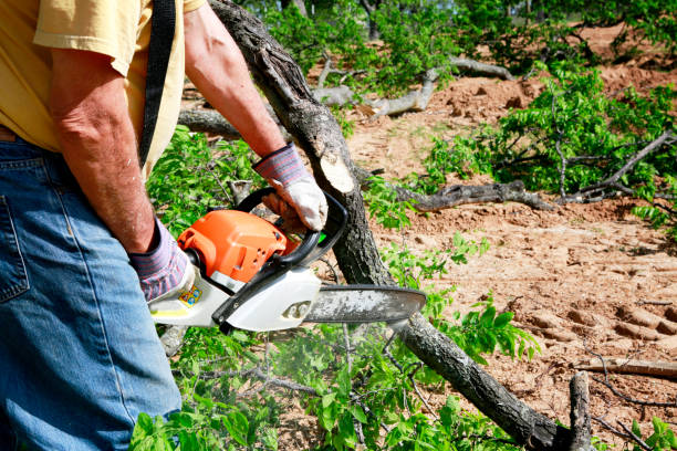 Leaf Removal in White Bear Lake, MN